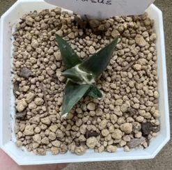 Ariocarpus Retusus -Cheap Plantly Store 0 1 4