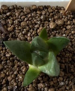 Ariocarpus Mix -Cheap Plantly Store 0 10