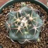 Coryphantha Elephantidens Cactus Plant -Cheap Plantly Store 0 10 4