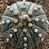 Astrophytum Super Asterias -Cheap Plantly Store 0 10 6