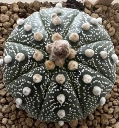 Astrophytum Super Asterias