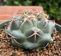Coryphantha Elephantidens Cactus Plant -Cheap Plantly Store 0 11 4