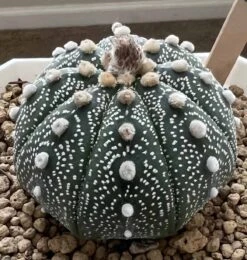 Astrophytum Super Asterias -Cheap Plantly Store 0 11 5