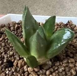 Ariocarpus Mix -Cheap Plantly Store 0 12