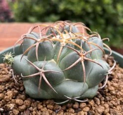 Coryphantha Elephantidens Cactus Plant -Cheap Plantly Store 0 12 4