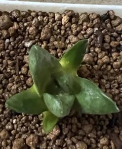 Ariocarpus Mix -Cheap Plantly Store 0 13
