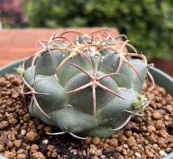 Coryphantha Elephantidens Cactus Plant -Cheap Plantly Store 0 13 3
