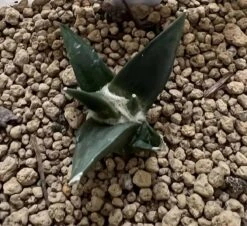 Ariocarpus Retusus -Cheap Plantly Store 0 14