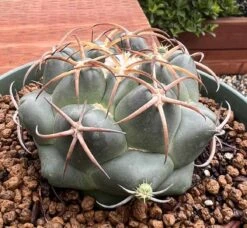 Coryphantha Elephantidens Cactus Plant -Cheap Plantly Store 0 14 3