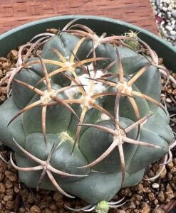 Coryphantha Elephantidens Cactus Plant -Cheap Plantly Store 0 15 3