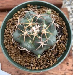 Coryphantha Elephantidens Cactus Plant -Cheap Plantly Store 0 16 2