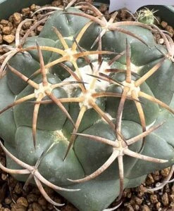 Coryphantha Elephantidens Cactus Plant -Cheap Plantly Store 0 17 1