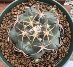Coryphantha Elephantidens Cactus Plant -Cheap Plantly Store 0 18