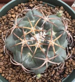 Coryphantha Elephantidens Cactus Plant -Cheap Plantly Store 0 19