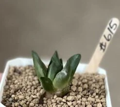 Ariocarpus Mix -Cheap Plantly Store 0 2