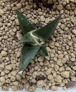 Ariocarpus Retusus -Cheap Plantly Store 0 2 4