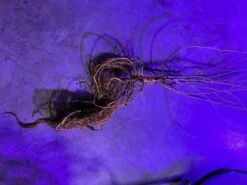 XL Giant King Mulberry 2 Year Old Seedlings -Cheap Plantly Store 0