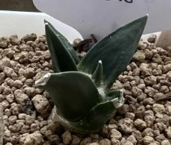 Ariocarpus Retusus -Cheap Plantly Store 0 3 4