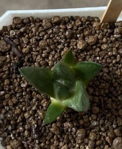 Ariocarpus Mix -Cheap Plantly Store 0 4