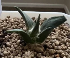 Ariocarpus Retusus -Cheap Plantly Store 0 4 4