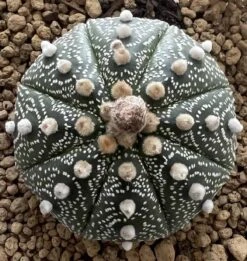 Astrophytum Super Asterias -Cheap Plantly Store 0 4 9