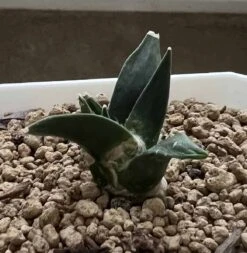 Ariocarpus Retusus -Cheap Plantly Store 0 5 4