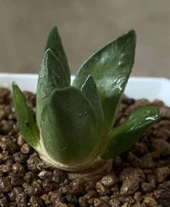 Ariocarpus Mix -Cheap Plantly Store 0 6