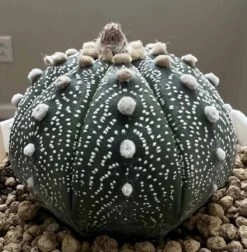 Astrophytum Super Asterias -Cheap Plantly Store 0 6 8