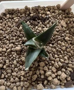 Ariocarpus Retusus -Cheap Plantly Store 0 7 3