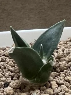 Ariocarpus Retusus -Cheap Plantly Store 0 8 3