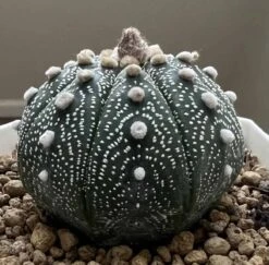 Astrophytum Super Asterias -Cheap Plantly Store 0 8 8