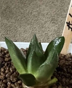 Ariocarpus Mix -Cheap Plantly Store 0 9