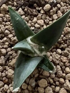 Ariocarpus Retusus -Cheap Plantly Store 0 9 3 1