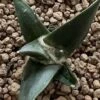 Ariocarpus Retusus 2 Ariocarpus Retusus -Cheap Plantly Store 0 9 3