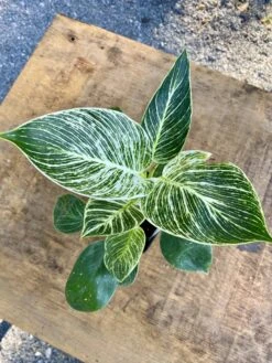 Philodendron Birkin 4 Inch Tall Pot Live Plant Variegated Houseplant -Cheap Plantly Store 00185EDF CFB3 4FCD B974 4281B05A0338 1 201 a