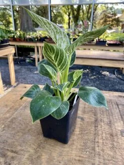 Philodendron Birkin 4 Inch Tall Pot Live Plant Variegated Houseplant -Cheap Plantly Store 011712CE 4B74 4DB2 8157 42A89B9B0C85 1 201 a