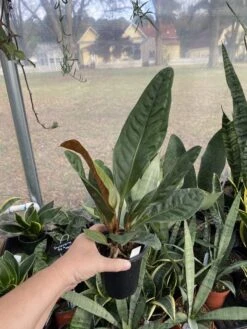 Anthurium Superbum 2.5 Tall Pot Live Starter Plant -Cheap Plantly Store 02413F99 E748 4809 81C8 8FF7ED213693 1 105 c