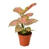 Chinese Evergreen 'Lady Valentine' | Pink Variegated Foliage In 4-inch Pot 2 Chinese Evergreen 'Lady Valentine' | Pink Variegated Foliage In 4-inch Pot -Cheap Plantly Store 02656355 1b53 577d 8fa5 89994ab8915c 96cced08 6dde 43b1 9e7d b3d8e2480db3 700x700