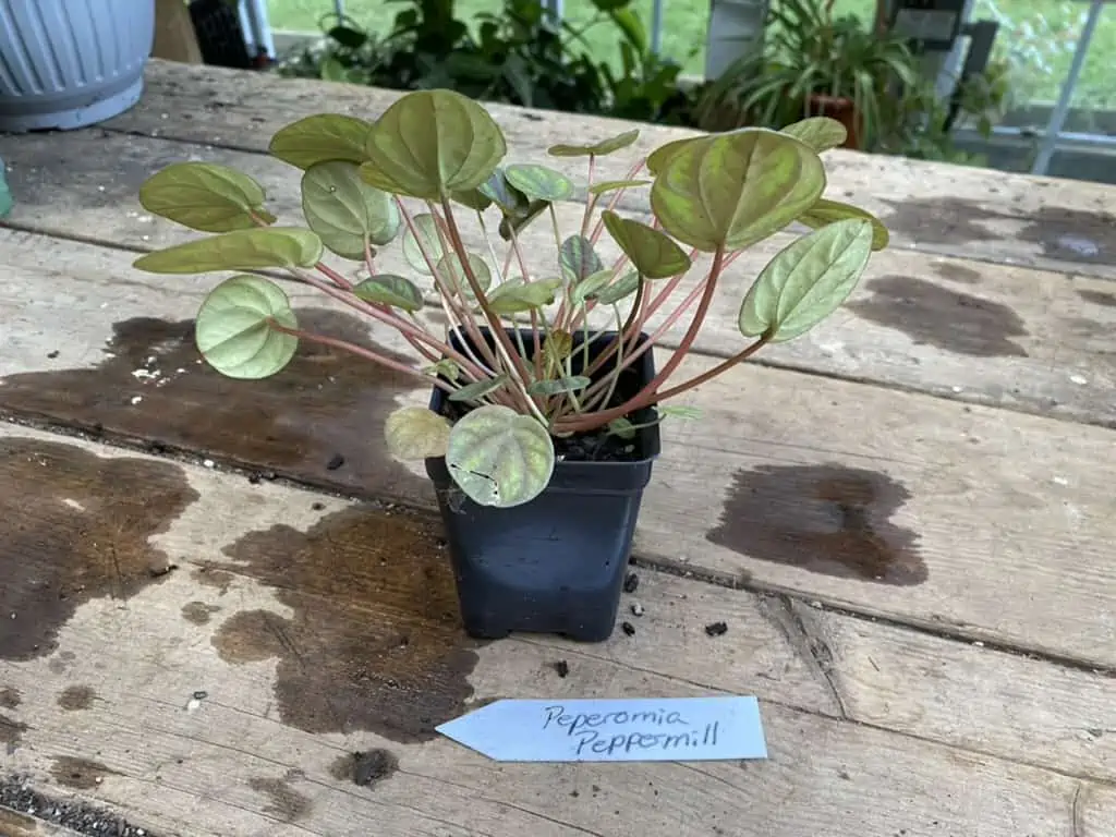 Peperomia Peppermill 2.5 Inch Tall Pot Live Plant 4 Peperomia Peppermill 2.5 Inch Tall Pot Live Plant - Image 2
