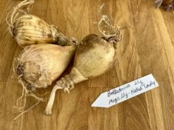 Lily Spider Belladonna Or Magic Lily Naked Lady 15 Lily Spider Belladonna Or Magic Lily Naked Lady -Cheap Plantly Store 055D06F0 C8BD 4228 861C 47EE9745CB96 1 105 c