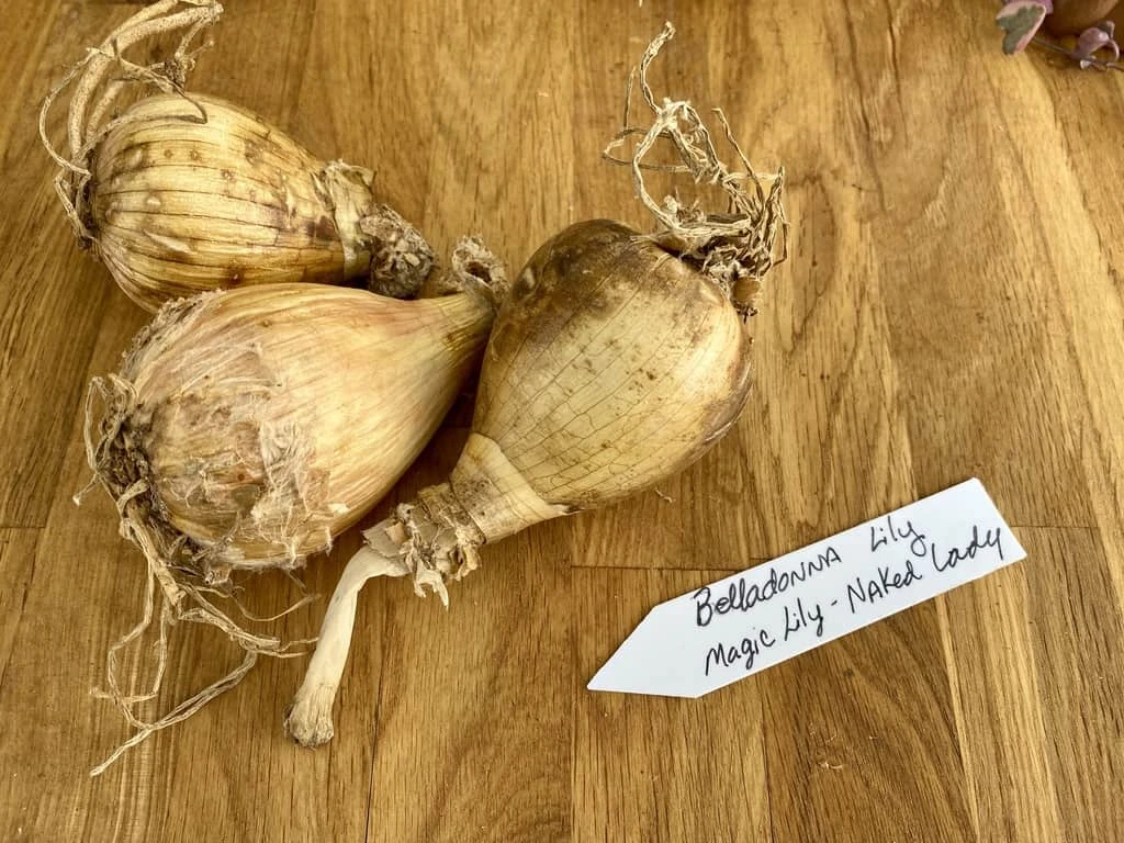 Lily Spider Belladonna Or Magic Lily Naked Lady 9 Lily Spider Belladonna Or Magic Lily Naked Lady - Image 7