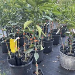 King Orange Grafted Citrus Tree 3 Feet Tall.