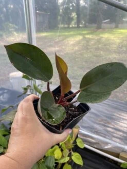 Philodendron Imperial Red 4 Inch Pot| Starter Plant -Cheap Plantly Store 0602C602 BC06 4B75 9BB3 7E78EE758500 1 105 c