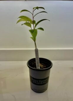 Variegated Solomon’s Seal (Polygonatum) “Fireworks” -Cheap Plantly Store 0725CD1C C4A7 4C98 8381 59877C1AC471