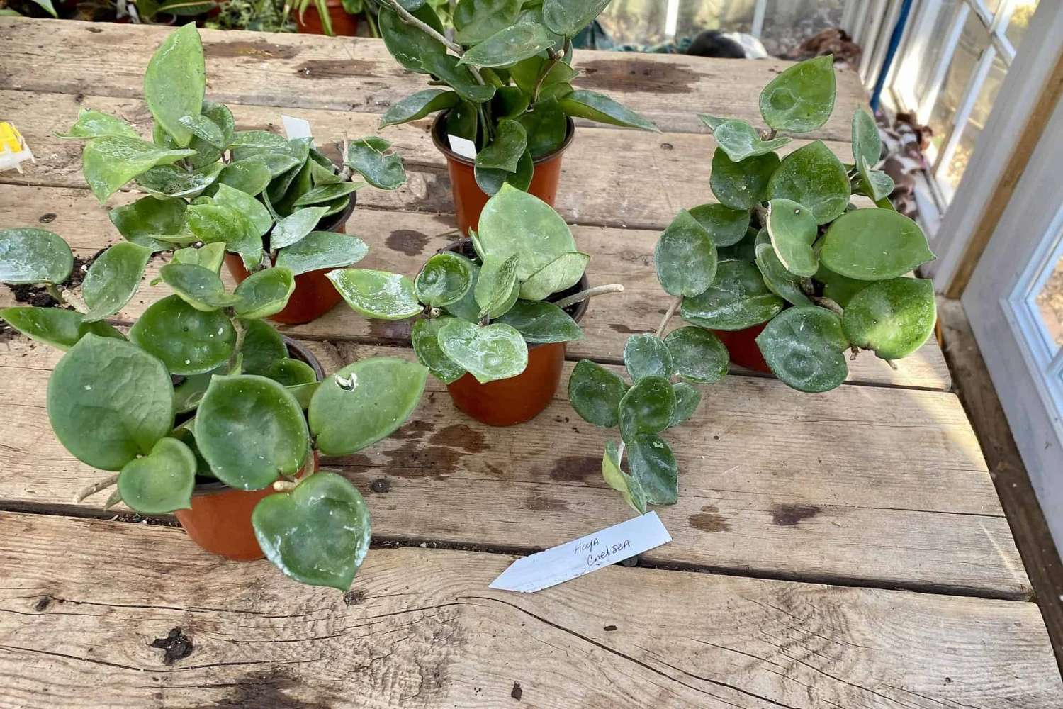 Hoya Chelsea Wax Flower Porcelain Flower 3 Inch Pot Plant 3 Hoya Chelsea Wax Flower Porcelain Flower 3 Inch Pot Plant