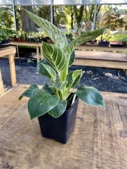 Philodendron Birkin 4 Inch Tall Pot Live Plant Variegated Houseplant -Cheap Plantly Store 08FBB41C C412 40DF B2A4 C4E421510EA7 1 201 a