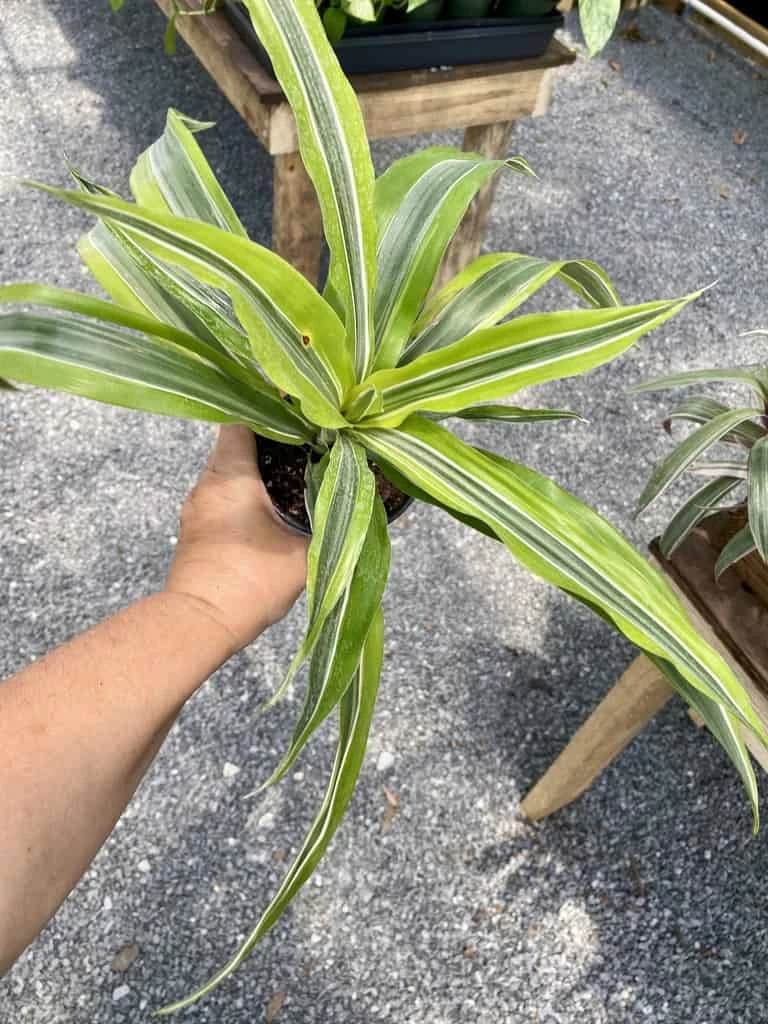 Dracaena Deremensis Or Dragon Tree Lemon Surprise 4 Inch Pot Live Plant 5 Dracaena Deremensis Or Dragon Tree Lemon Surprise 4 Inch Pot Live Plant - Image 3