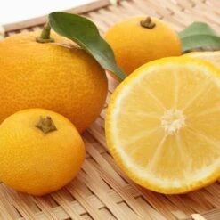 Yuzu Mandarin Grafted Citrus Tree 3 Feet Tall. Free Shipping -Cheap Plantly Store 0CFAB117 5D5D 4A5B AB90 7F7021CBC3CE