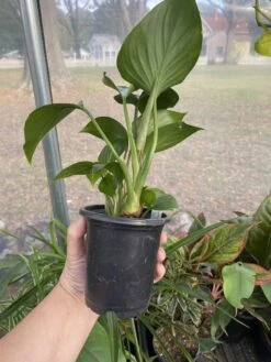Anthurium Sect Pachyneurium Big Red Bird 3 Inch Pot Live Plant -Cheap Plantly Store 0D28441A C1C8 41BB A213 15D25ADEEC4C 1 105 c