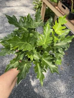 Philodendron Selloum Little Hope 6" Pot Live Plant -Cheap Plantly Store 0F004C2D ECB2 41EA A905 12B57D95269A 1 105 c